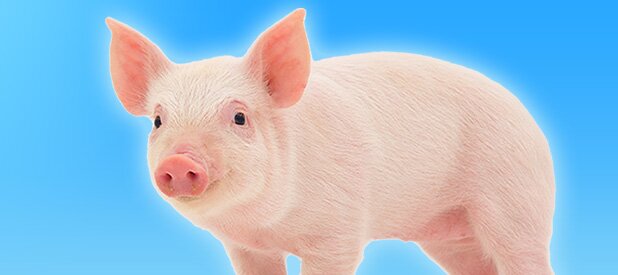 porc - spa canada