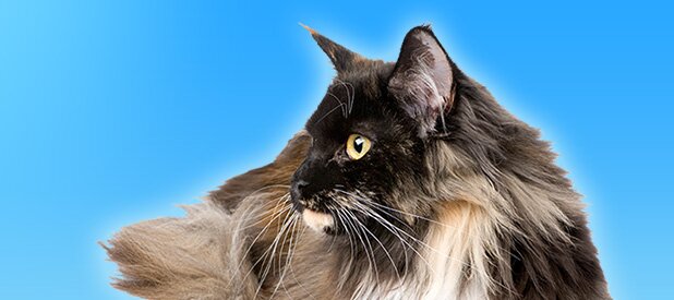 chat - spa canada