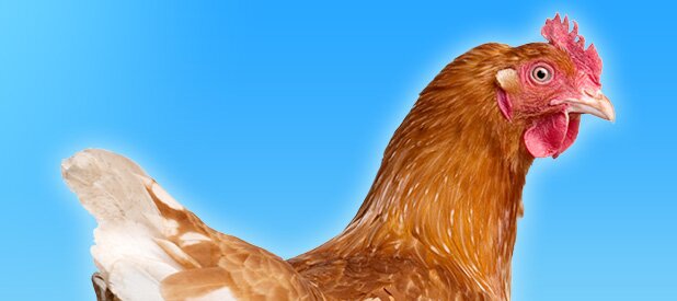 poule - spa canada