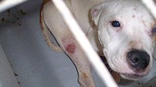Investigation on Berger Blanc - SPA Canada