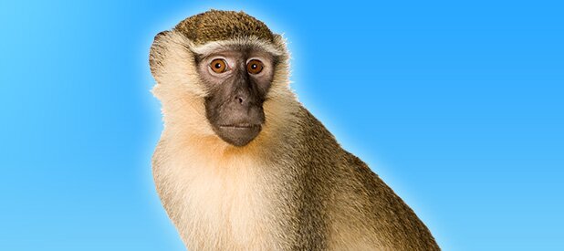 singe - spa canada
